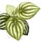 6&#x22; Potted Watermelon Leaf Plant by Ashland&#xAE;